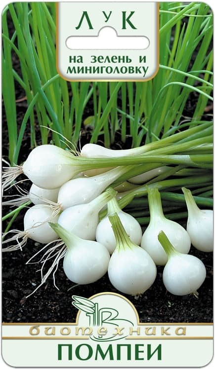 Фото – Лук на зелень и мини-головку Помпеи