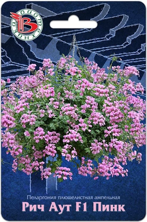 Фото – Пеларгония плющелистная ампельная Рич Аут F1 Пинк