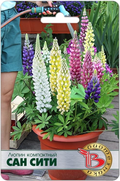 Фото – Люпин Сан Сити