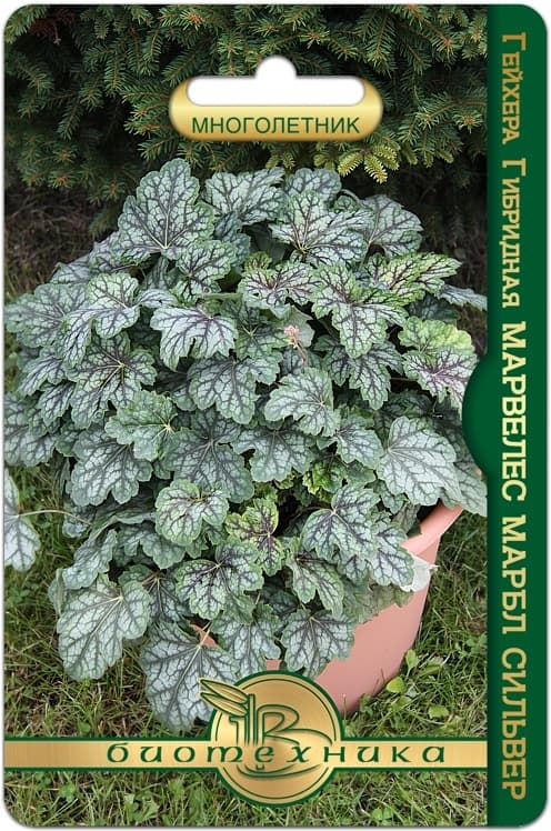 Фото – Гейхера гибридная Марвелес Марбл Сильвер