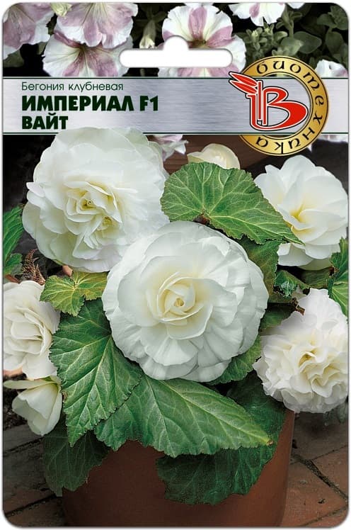 Фото – Бегония клубневая Империал F1 Вайт