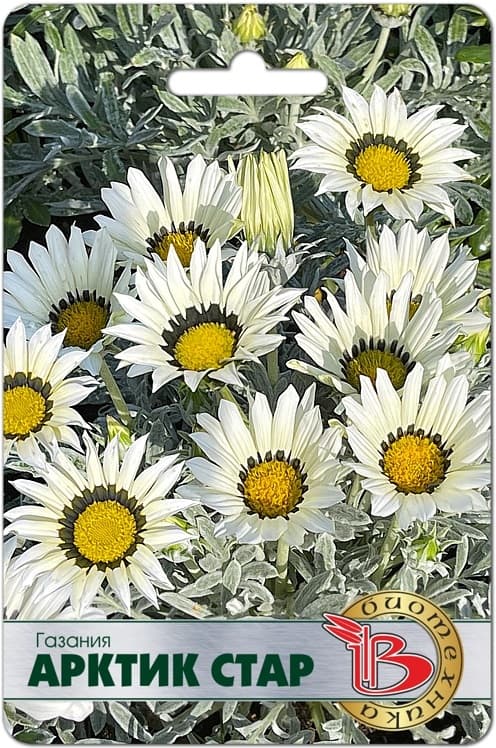 Фото – Газания Арктик Стар