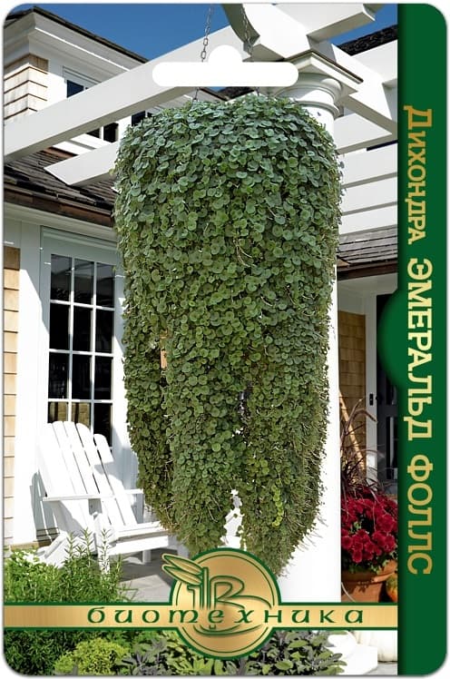 Фото – Дихондра Эмеральд Фоллс