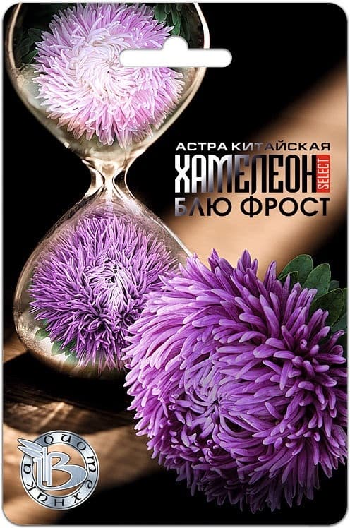 Фото – Астра китайская Хамелеон селект Блю Фрост