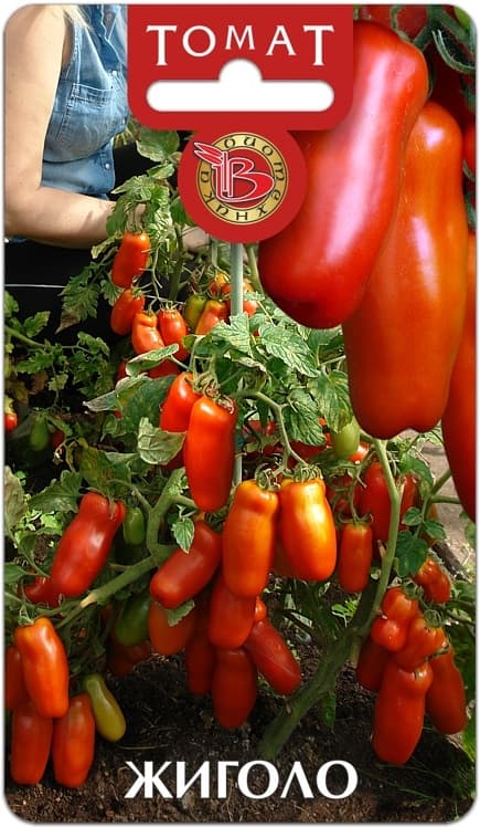 Фото – Томат Жиголо