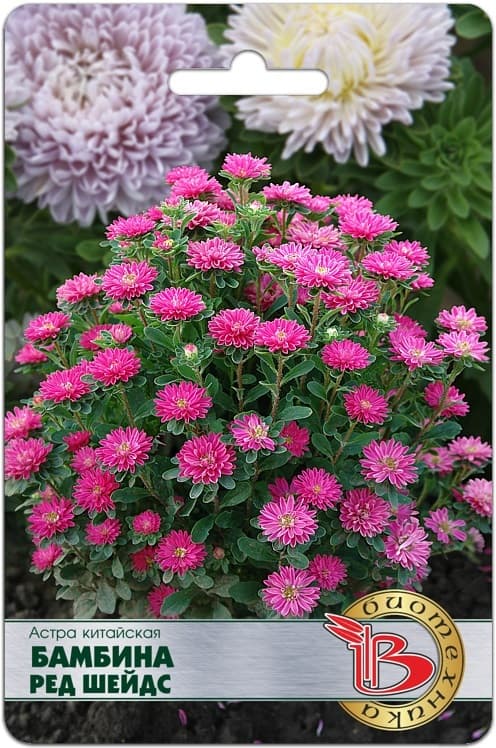 Фото – Астра китайская Бамбина Ред Шейдс