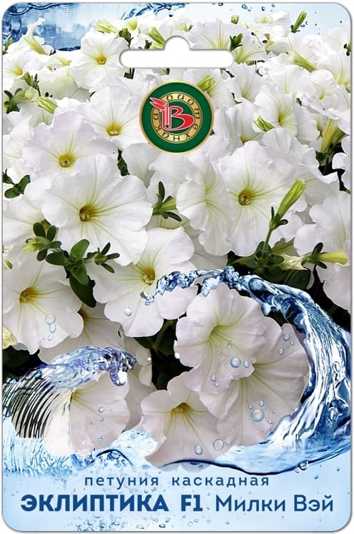 Фото – Петуния каскадная Эклиптика F1 Милки Вэй