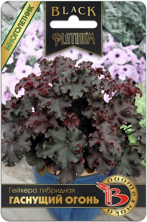 Фото – Гейхера гибридная Гаснущий Огонь