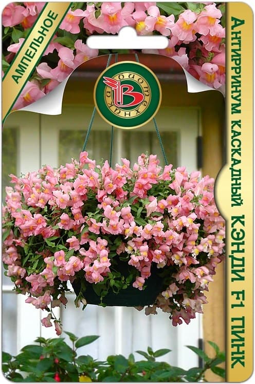 Фото – Антирринум каскадный Кэнди F1 Пинк