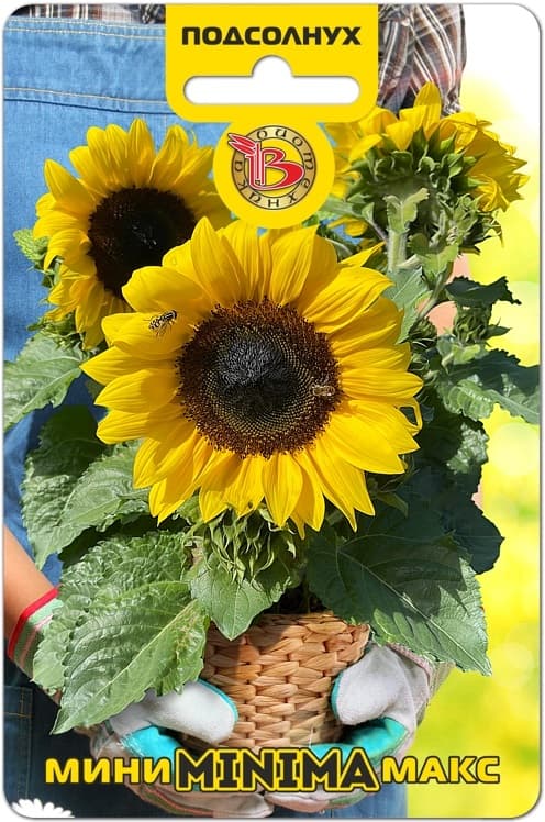 Фото – Подсолнух Мини-Макс F1 Минима