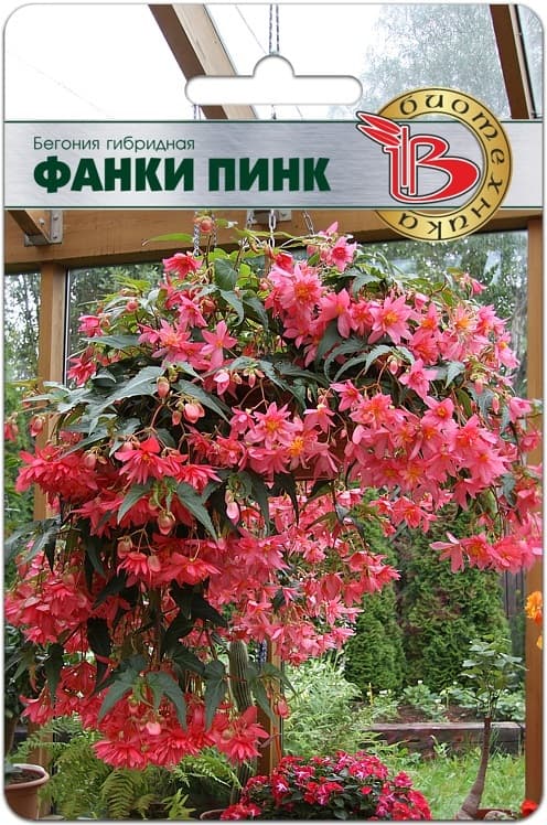 Фото – Бегония гибридная Фанки Пинк (ампельная)