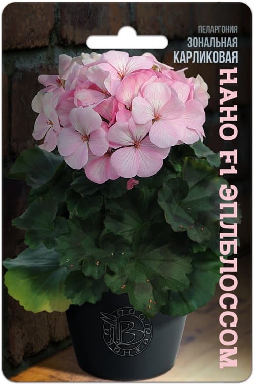 Фото – Пеларгония зональная карликовая Нано F1 Эплблоссом