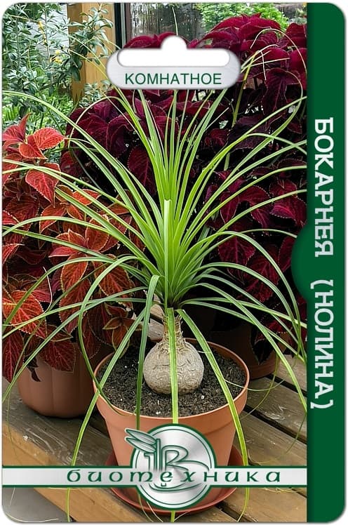 Фото – Бокарнея (Нолина)