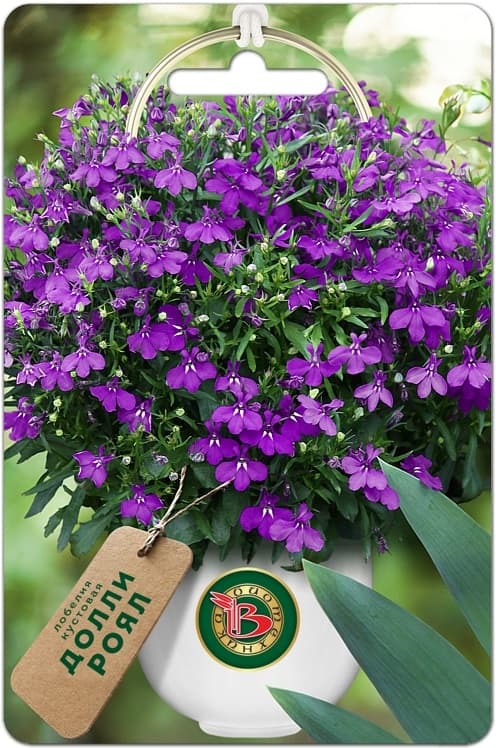 Фото – Лобелия кустовая Долли Роял