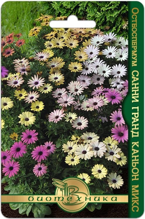 Фото – Остеоспермум Санни Гранд Каньон Микс