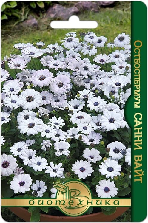 Фото – Остеоспермум Санни Вайт