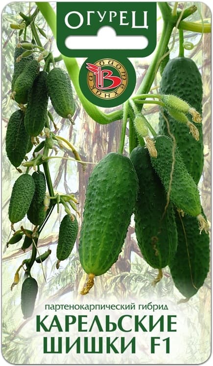 Фото – Огурец Карельские Шишки F1