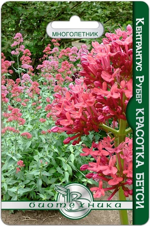 Фото – Кентрантус рубер Красотка Бетси