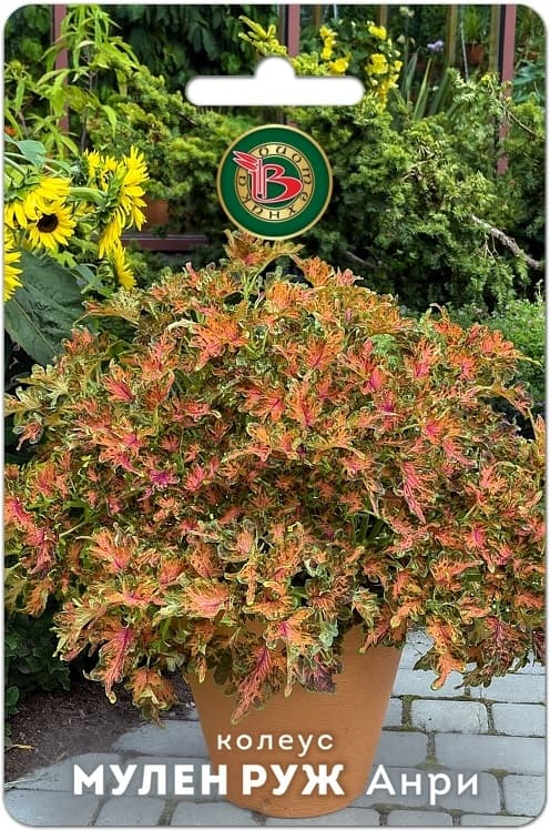 Фото – Колеус Мулен Руж Анри