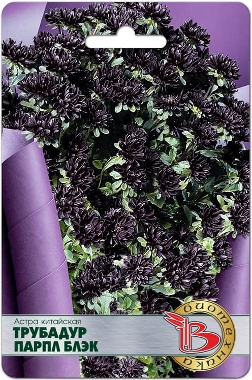 Фото – Астра китайская Трубадур Парпл Блэк
