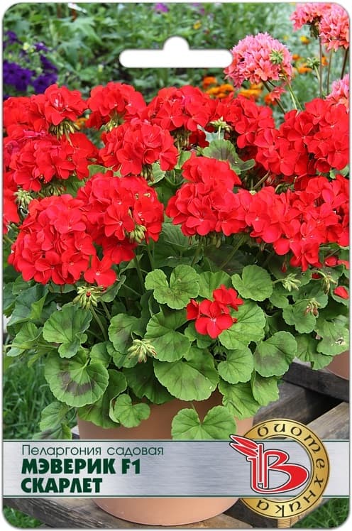 Фото – Пеларгония садовая Мэверик F1 Скарлет