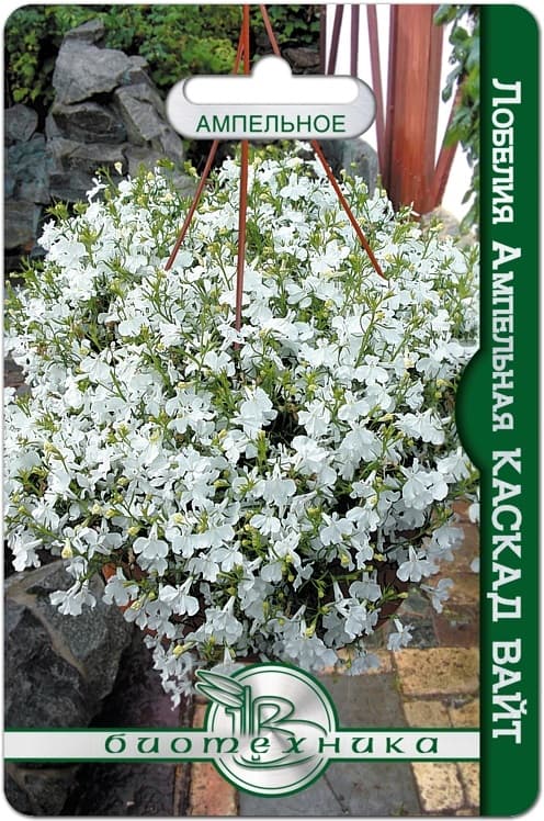 Фото – Лобелия ампельная Каскад Вайт