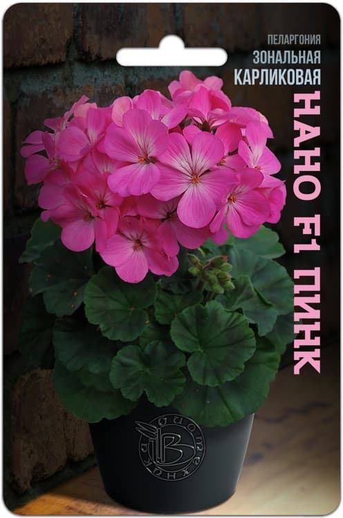 Фото – Пеларгония зональная карликовая Нано F1 Пинк