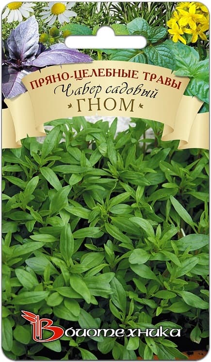 Фото – Чабер садовый Гном