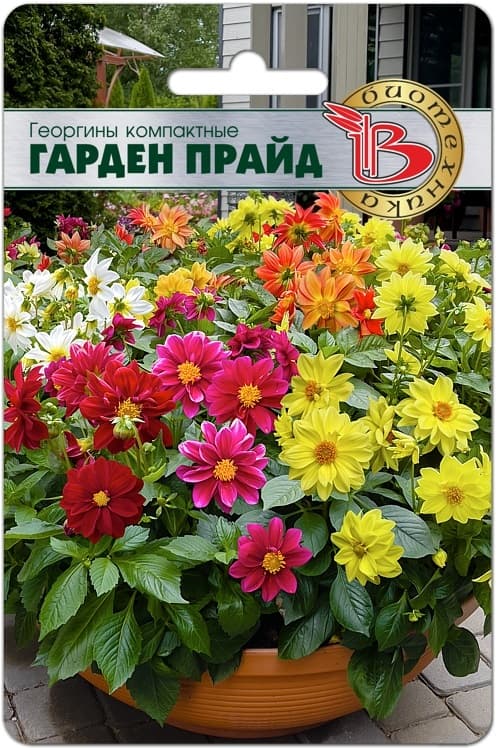 Фото – Георгины компактные Гарден Прайд