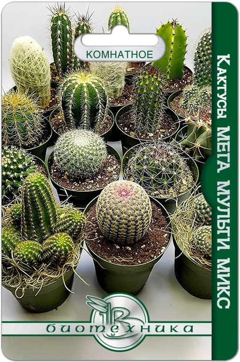 Фото – Кактусы Мега Мульти Микс