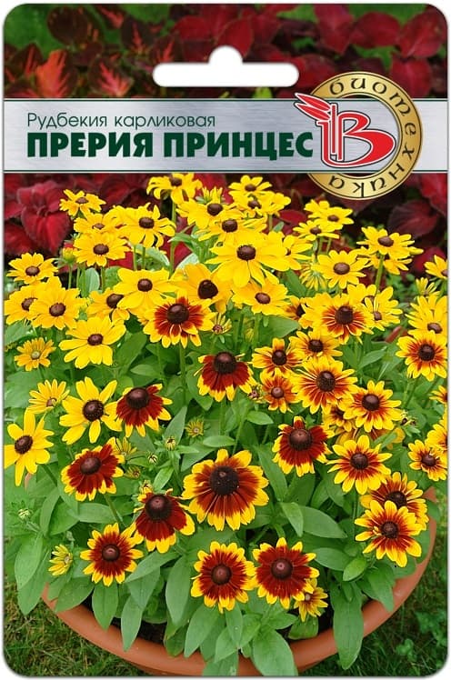 Фото – Рудбекия карликовая Прерия Принцес