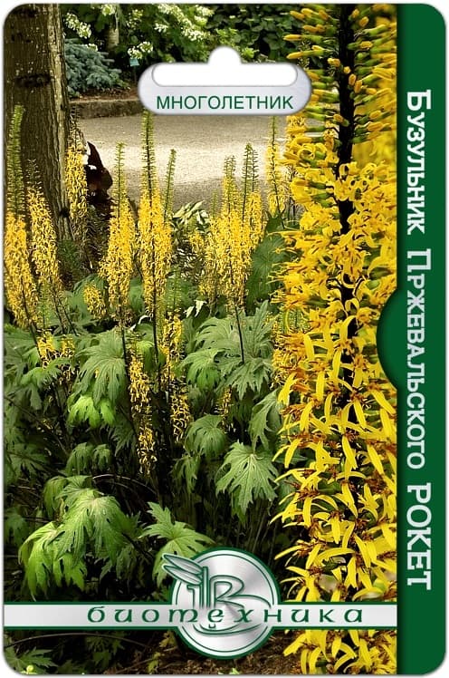 Фото – Бузульник Пржевальского Рокет