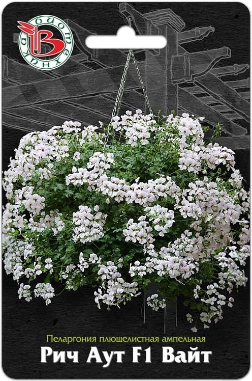 Фото – Пеларгония плющелистная ампельная Рич Аут F1 Вайт