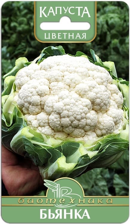 Фото – Капуста цветная Бьянка