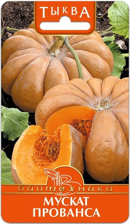 Фото – Тыква Мускат Прованса