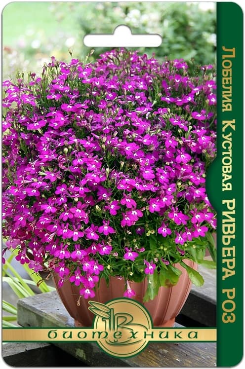 Фото – Лобелия кустовая Ривьера Роз