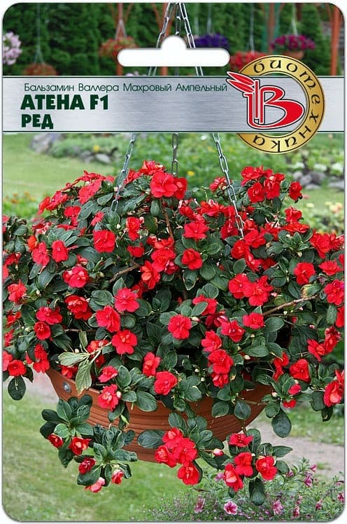 Фото – Бальзамин Валлера махровый ампельный Атена F1 Ред