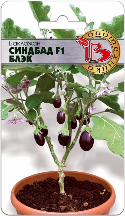 Фото – Баклажан Синдбад F1 Блэк