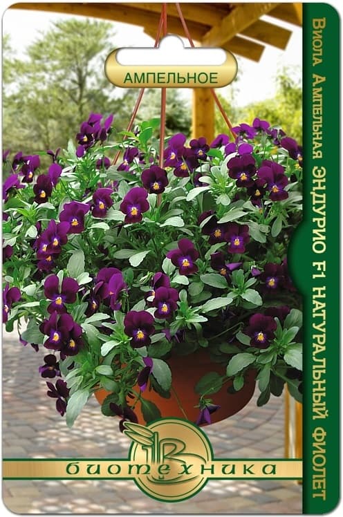 Фото – Виола ампельная Эндурио F1 Натуральный Фиолет