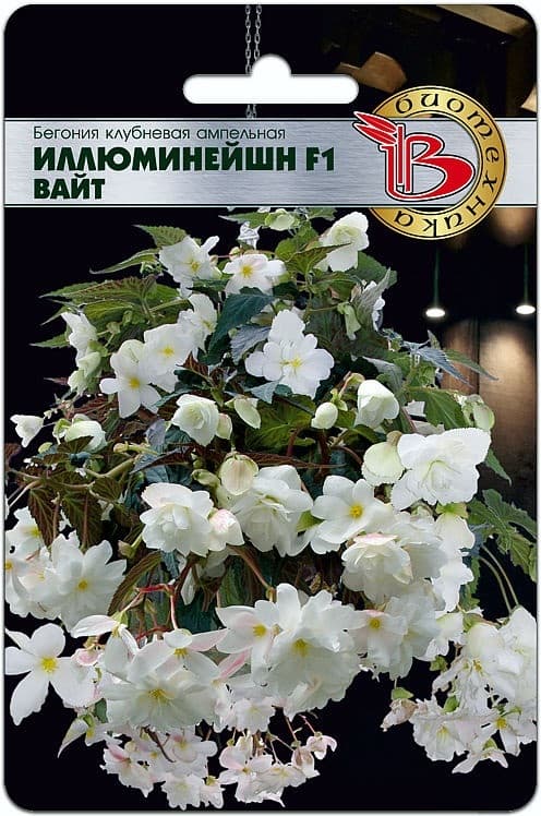 Фото – Бегония ампельная Иллюминейшн F1 Вайт
