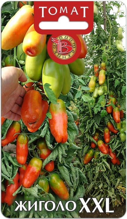 Фото – Томат Жиголо XXL