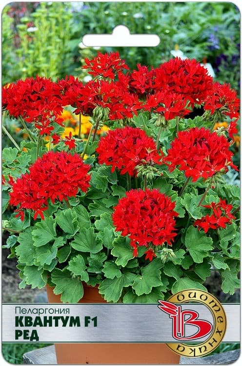 Фото – Пеларгония Квантум F1 Ред
