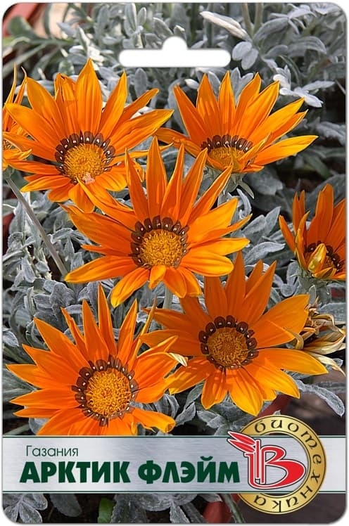 Фото – Газания Арктик Флэйм