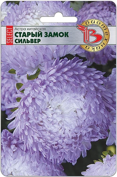 Фото – Астра китайская Старый замок селект Сильвер