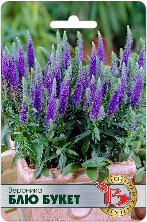 Фото – Вероника Блю Букет