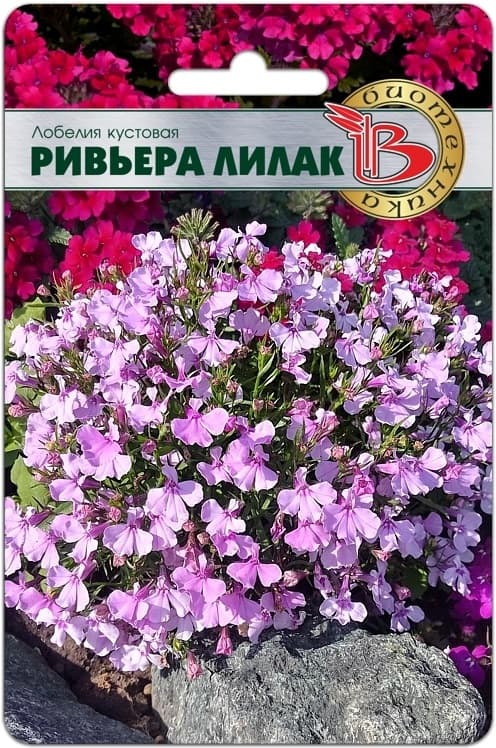 Фото – Лобелия кустовая Ривьера Лилак