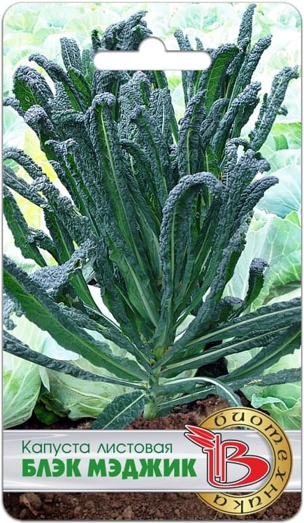 Фото – Капуста листовая Блэк Меджик