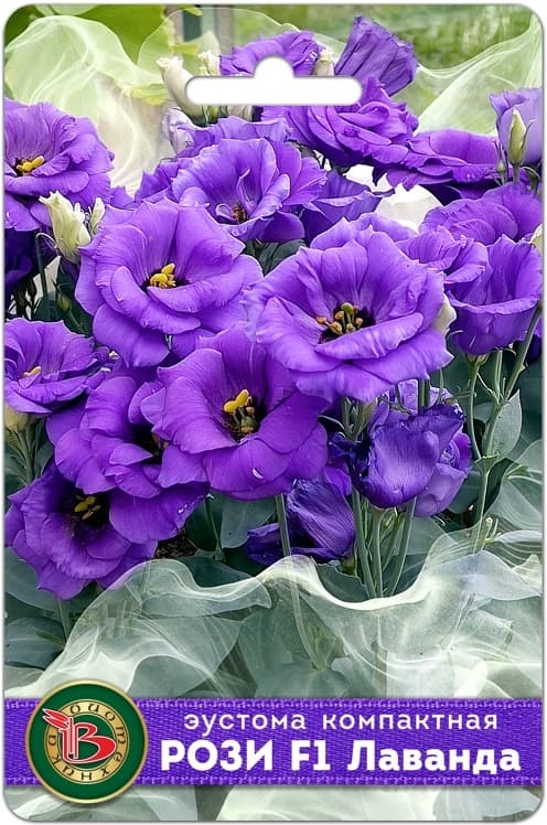 Фото – Эустома компактная махровая Рози F1 Лаванда