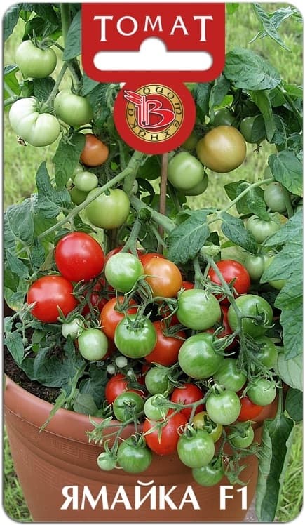 Фото – Томат декоративный Ямайка F1