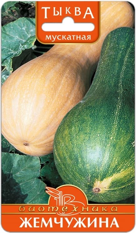 Фото – Тыква мускатная Жемчужина